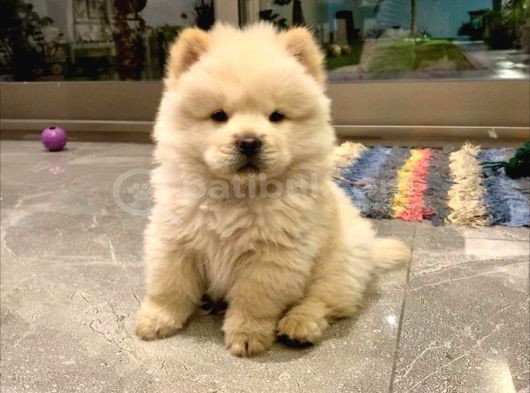 Dişi Erkek Çin Aslanı Chow Chow Yavrularımız görsel