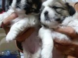 Dişi Erkek Shih Tzu Yavrularımız