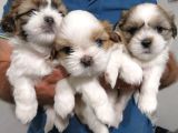 Dişi Erkek Shih Tzu Yavrularımız