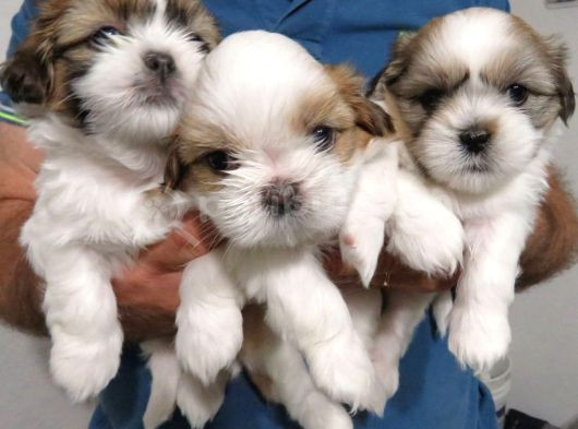 Dişi Erkek Shih Tzu Yavrularımız