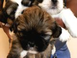 Dişi Erkek Shih Tzu Yavrularımız