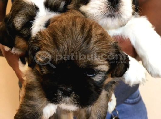 Dişi Erkek Shih Tzu Yavrularımız görsel