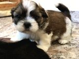 Dişi Erkek Shih Tzu Yavrularımız