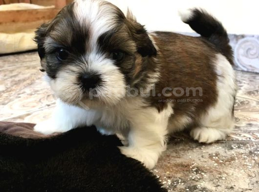 Dişi Erkek Shih Tzu Yavrularımız görsel