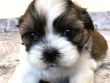 Dişi Erkek Shih Tzu Yavrularımız