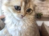 British Longhair Ny11 Golden Shaded Dişi