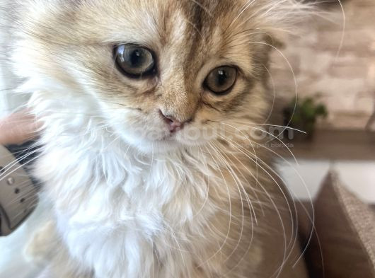 British Longhair Ny11 Golden Shaded Dişi görsel