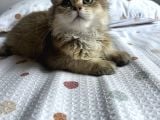 British Longhair ny11 Golden shaded Dişi