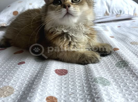 British Longhair Ny11 Golden Shaded Dişi