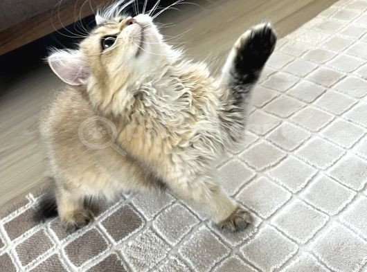 British Longhair Ny11 Golden Shaded Dişi görsel