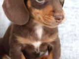 Kısa Bacaklı Büyük Yürekli Dachshund Dostunuz
