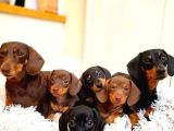 Kısa Bacaklı Büyük Yürekli Dachshund Dostunuz