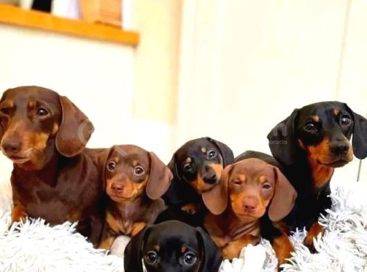 Kısa Bacaklı Büyük Yürekli Dachshund Dostunuz