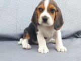 Ruhsatlı Üretim Çiftliği Güvencesiyle Beagle Yavrular