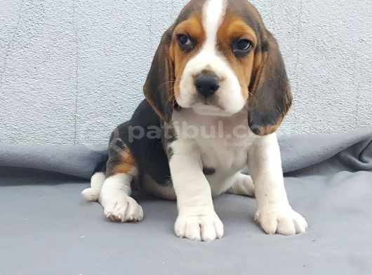 Ruhsatlı Üretim Çiftliği Güvencesiyle Beagle Yavrular görsel