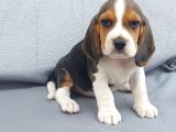 Ruhsatlı üretim çiftliği güvencesiyle beagle yavrular