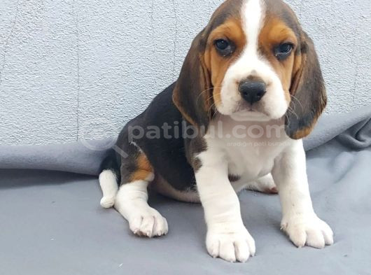 Ruhsatlı Üretim Çiftliği Güvencesiyle Beagle Yavrular