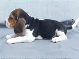Ruhsatlı Üretim Çiftliği Güvencesiyle Beagle Yavrular