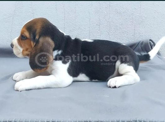Ruhsatlı Üretim Çiftliği Güvencesiyle Beagle Yavrular görsel