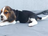 Ruhsatlı Üretim Çiftliği Güvencesiyle Beagle Yavrular