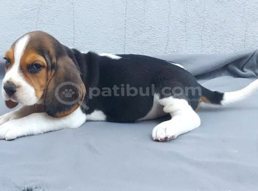 Ruhsatlı Üretim Çiftliği Güvencesiyle Beagle Yavrular görsel