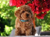Ruhsatlı Üretim Çiftliği Güvencesiyle Toy Poodle