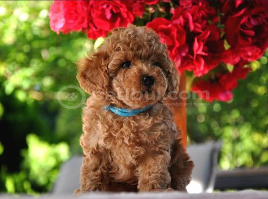 Ruhsatlı Üretim Çiftliği Güvencesiyle Toy Poodle görsel