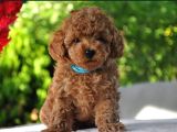 Ruhsatlı Üretim Çiftliği Güvencesiyle Toy Poodle