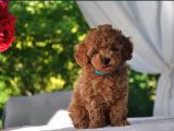 Ruhsatlı üretim çiftliği güvencesiyle toy poodle