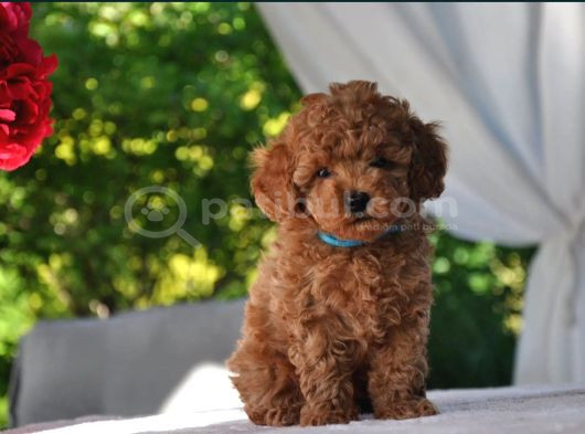 Ruhsatlı üretim çiftliği güvencesiyle toy poodle