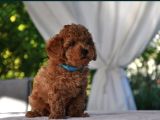 Ruhsatlı Üretim Çiftliği Güvencesiyle Toy Poodle