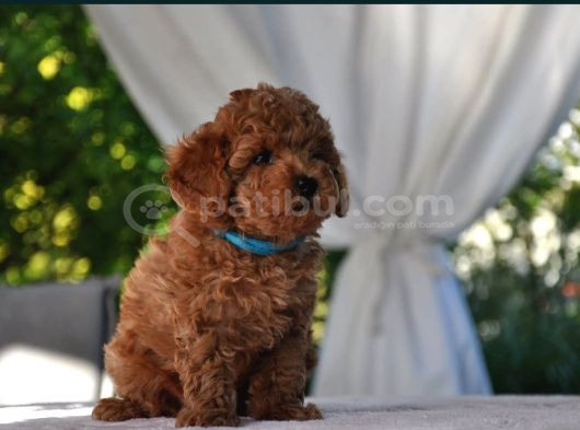 Ruhsatlı Üretim Çiftliği Güvencesiyle Toy Poodle görsel