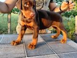 Ruhsatlı Üretim Çiftliği Güvencesiyle Show Kalite Doberman