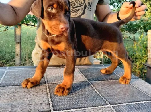 Ruhsatlı Üretim Çiftliği Güvencesiyle Show Kalite Doberman görsel
