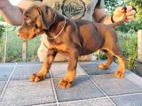 Ruhsatlı üretim çiftliği güvencesiyle show kalite doberman