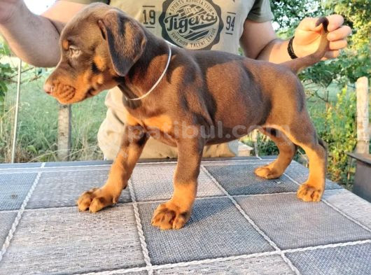 Ruhsatlı Üretim Çiftliği Güvencesiyle Show Kalite Doberman