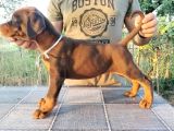 Ruhsatlı Üretim Çiftliği Güvencesiyle Show Kalite Doberman