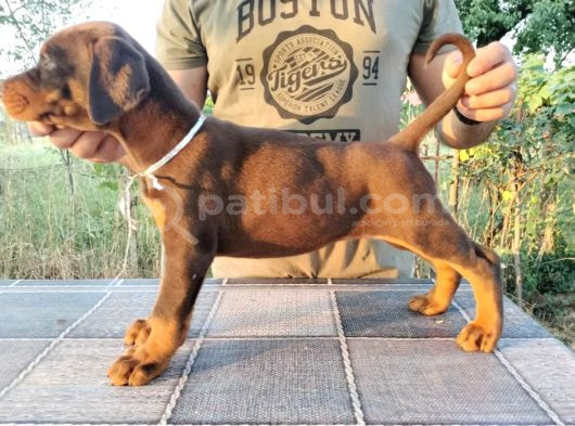 Ruhsatlı Üretim Çiftliği Güvencesiyle Show Kalite Doberman görsel