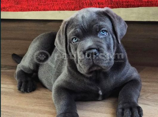 Ruhsatlı Üretim Çiftliği Güvencesiyle Cane Corso