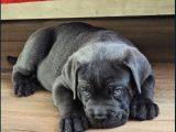 Ruhsatlı Üretim Çiftliği Güvencesiyle Cane Corso