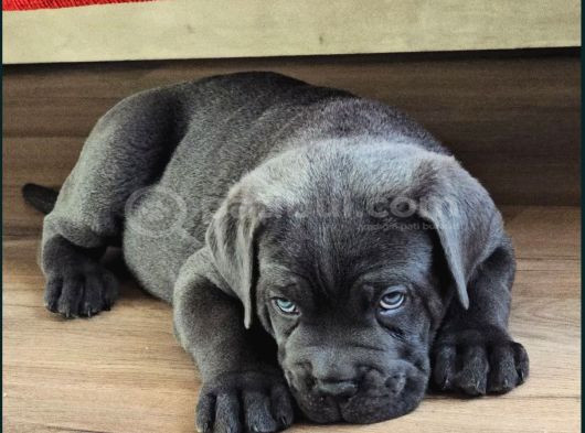 Ruhsatlı Üretim Çiftliği Güvencesiyle Cane Corso görsel