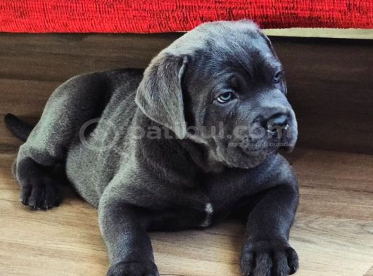 Ruhsatlı Üretim Çiftliği Güvencesiyle Cane Corso görsel