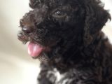 2 AYLIK DISI MALTIPOO CHOCOLATE RENGI