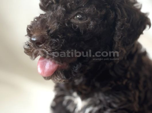 2 Aylik Disi Maltipoo Chocolate Rengi
