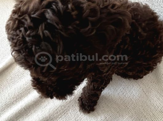 2 Aylik Disi Maltipoo Chocolate Rengi görsel