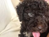 2 Aylik Disi Maltipoo Chocolate Rengi