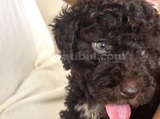 2 Aylik Disi Maltipoo Chocolate Rengi görsel
