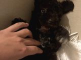 2 Aylik Disi Maltipoo Chocolate Rengi