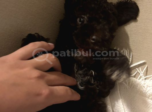 2 Aylik Disi Maltipoo Chocolate Rengi görsel