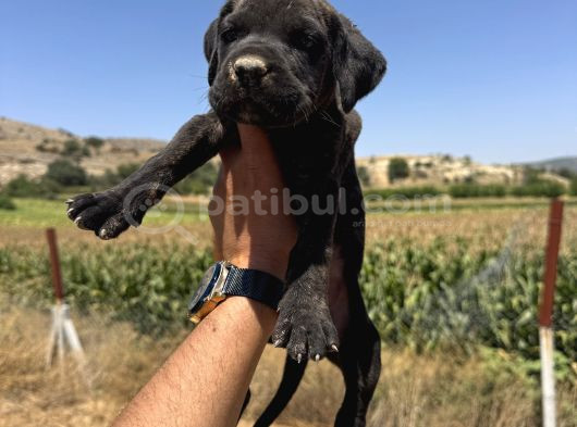 Dev Blue Cane Corsa Bebek görsel